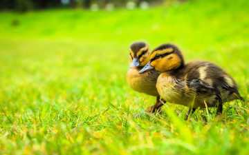 обоя животные, утки, утята, трава, лужайка