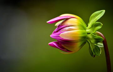 обоя цветы, георгины, георгин, бутон, макро