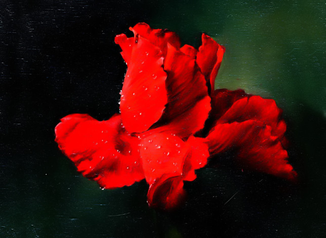 Обои картинки фото рисованное, алексей антонов, цветок, красный
