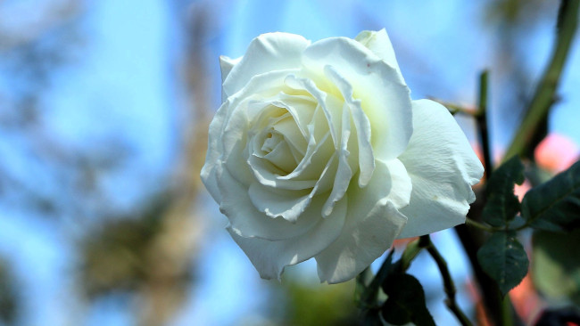 Обои картинки фото цветы, розы, роза, белая