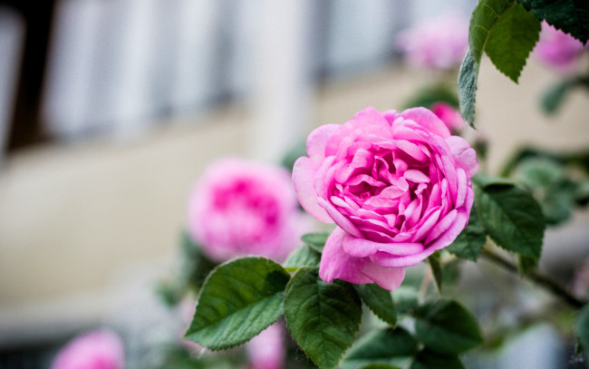Обои картинки фото цветы, розы, розовые, куст