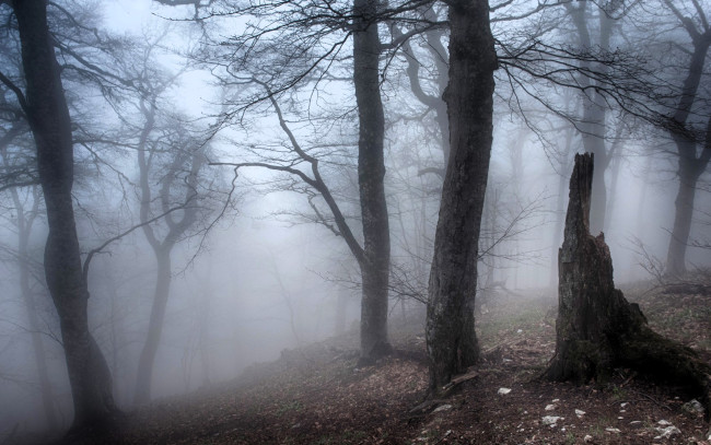 Обои картинки фото природа, лес, туман, осень, пень