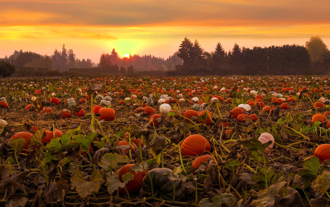 Обои картинки фото природа, поля, поле, тыквы, закат, деревья, лес