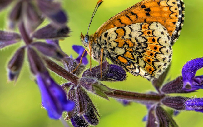 Обои картинки фото животные, бабочки,  мотыльки,  моли, бабочка, цветок