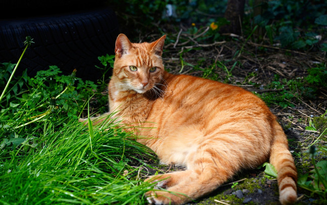 Обои картинки фото животные, коты, кот, рыжий, трава, покрышка