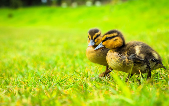 Обои картинки фото животные, утки, утята, трава, лужайка
