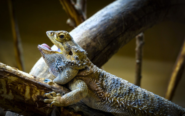 Обои картинки фото животные, ящерицы,  игуаны,  вараны, ящерица, агама, сучья, палки, ветки