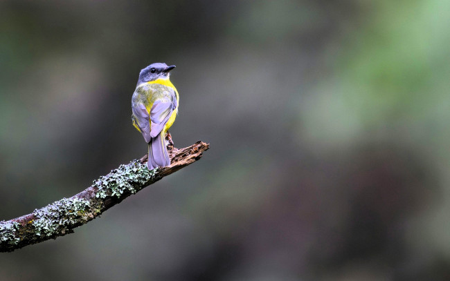 Обои картинки фото золотобрюхая зарянковая мухоловка, животные, птицы, птица, сук, лишайник