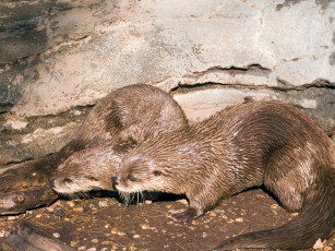 Картинка cincinnati zoo выдра 02 животные выдры каланы ондатры