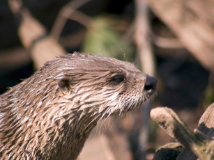Картинка cincinnati zoo выдра животные выдры каланы ондатры