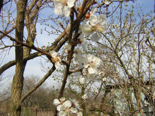 Картинка цветы цветущие деревья кустарники