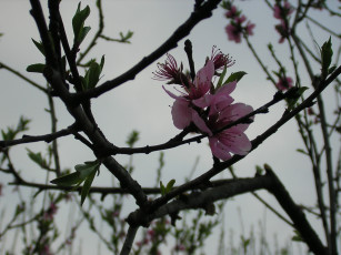 Картинка цветы цветущие деревья кустарники