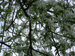 Картинка цветы цветущие деревья кустарники