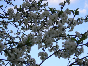 Картинка цветы цветущие деревья кустарники