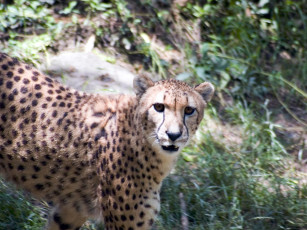 Картинка engaging zoo pictures from the cincinnati животные гепарды