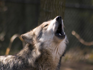 Картинка engaging zoo pictures from the cincinnati животные волки