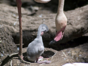 Картинка engaging zoo pictures from the cincinnati 19 животные фламинго