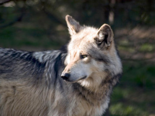 Картинка engaging zoo pictures from the cincinnati 13 животные волки