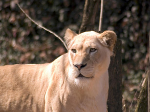 обоя engaging, zoo, pictures, from, the, cincinnati, 18, животные, львы