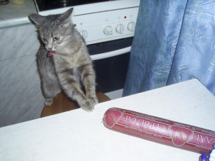 Картинка муська животные коты