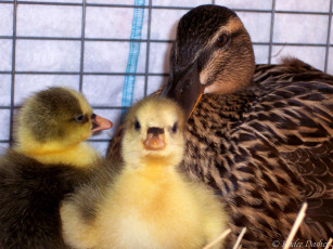 обоя very, happy, elfriede, животные, утки