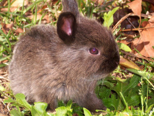 Картинка животные кролики зайцы