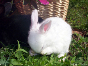 Картинка животные кролики зайцы