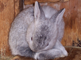 Картинка животные кролики зайцы