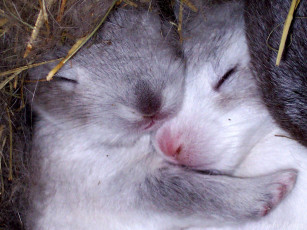 Картинка животные кролики зайцы