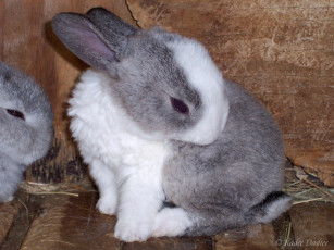 Картинка животные кролики зайцы