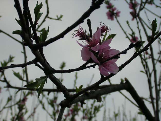 Обои картинки фото цветы, цветущие, деревья, кустарники