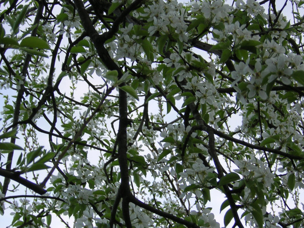 Обои картинки фото цветы, цветущие, деревья, кустарники