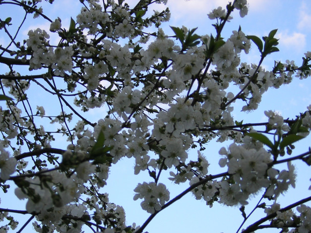 Обои картинки фото цветы, цветущие, деревья, кустарники