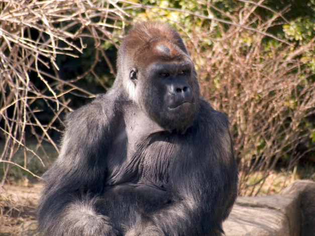 Обои картинки фото engaging, zoo, pictures, from, the, cincinnati, 16, животные, обезьяны