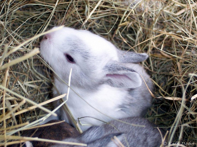 Обои картинки фото животные, кролики, зайцы