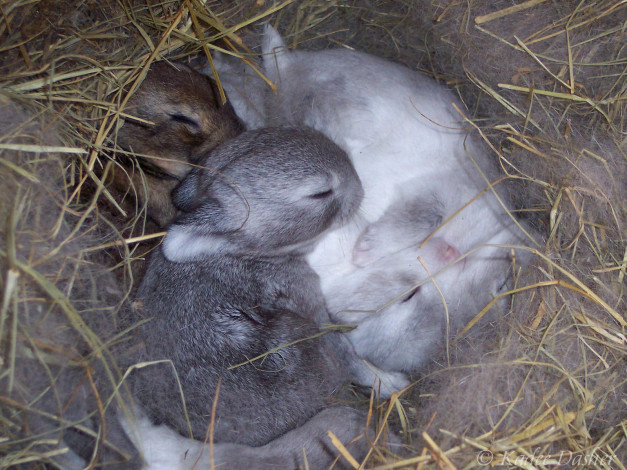 Обои картинки фото животные, кролики, зайцы