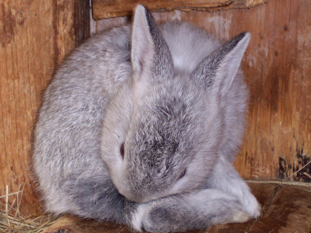 Обои картинки фото животные, кролики, зайцы