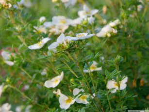 Картинка цветы