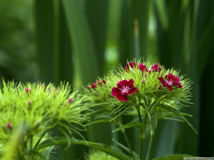 Картинка цветы гвоздики