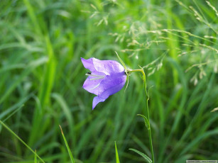 Картинка цветы колокольчики