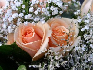 Картинка цветы разные вместе