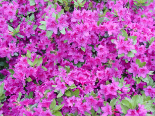 Картинка цветы рододендроны азалии