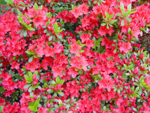 Картинка цветы рододендроны азалии