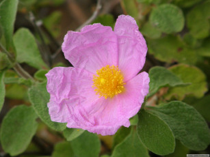 Картинка цветы шиповник