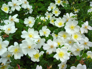 Картинка цветы шиповник