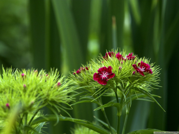 Обои картинки фото цветы, гвоздики