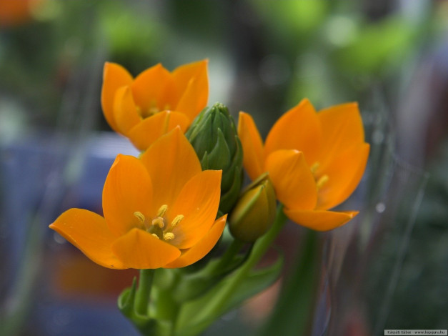 Обои картинки фото цветы, каланхоэ