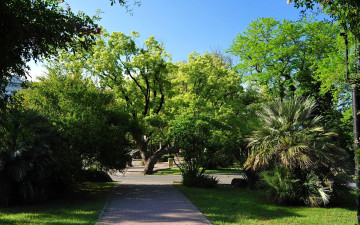 Картинка природа деревья