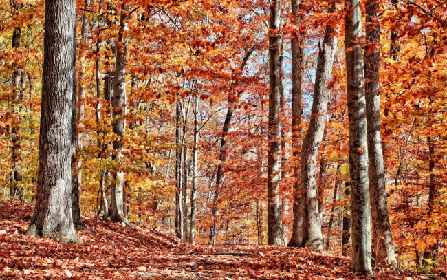 Обои картинки фото природа, лес