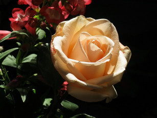 Картинка цветы розы бутон